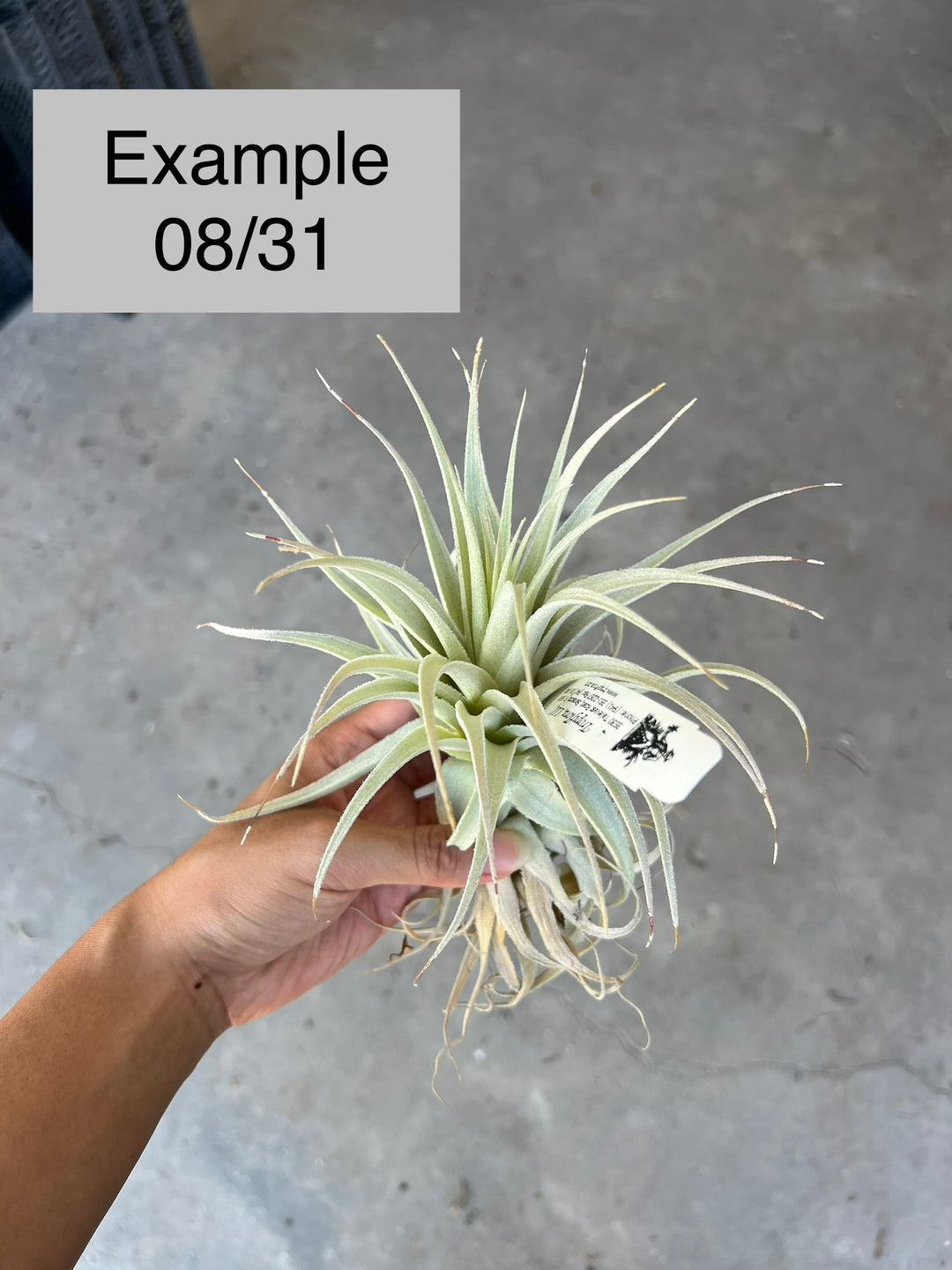 Tillandsia gardneri v. rupicola 'Purple Form' – Tropiflora