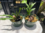 Drynaria quercifolia variegated