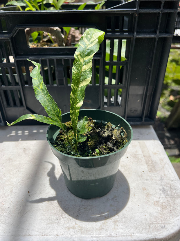 Drynaria quercifolia variegated