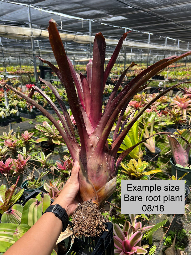Hohenbergia lemei SEL96-0587A