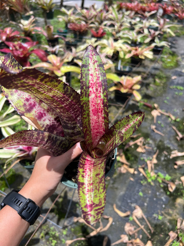 Neoregelia 'Cosmic Storm'