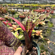 Neoregelia 'Cosmic Storm'