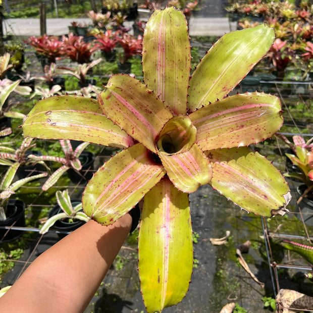 Neoregelia 'Ultimate Danger'