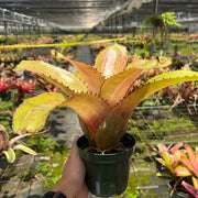Neoregelia 'Ultimate Danger'