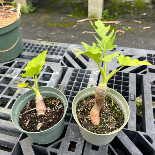 Philodendron warscewiczii