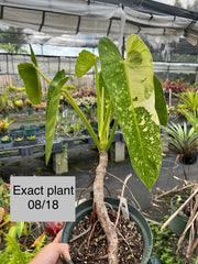 Philodendron 'Jose Buono' (imbe variegated)