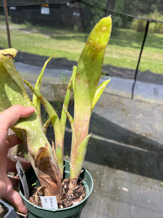Billbergia 'Smudge'