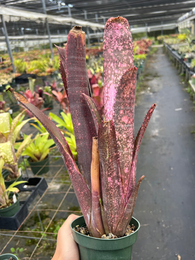 Billbergia hybrid Beadle 1602 Clone #4