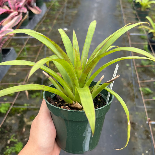 Guzmania monostachia 'Best Clone'