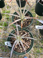Sincoraea species