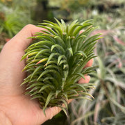 Tillandsia ionantha 'Ron'