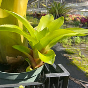 Aechmea 'Jimmie Knight'