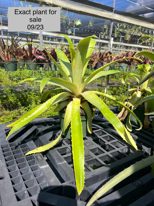 Bromelia michaelii