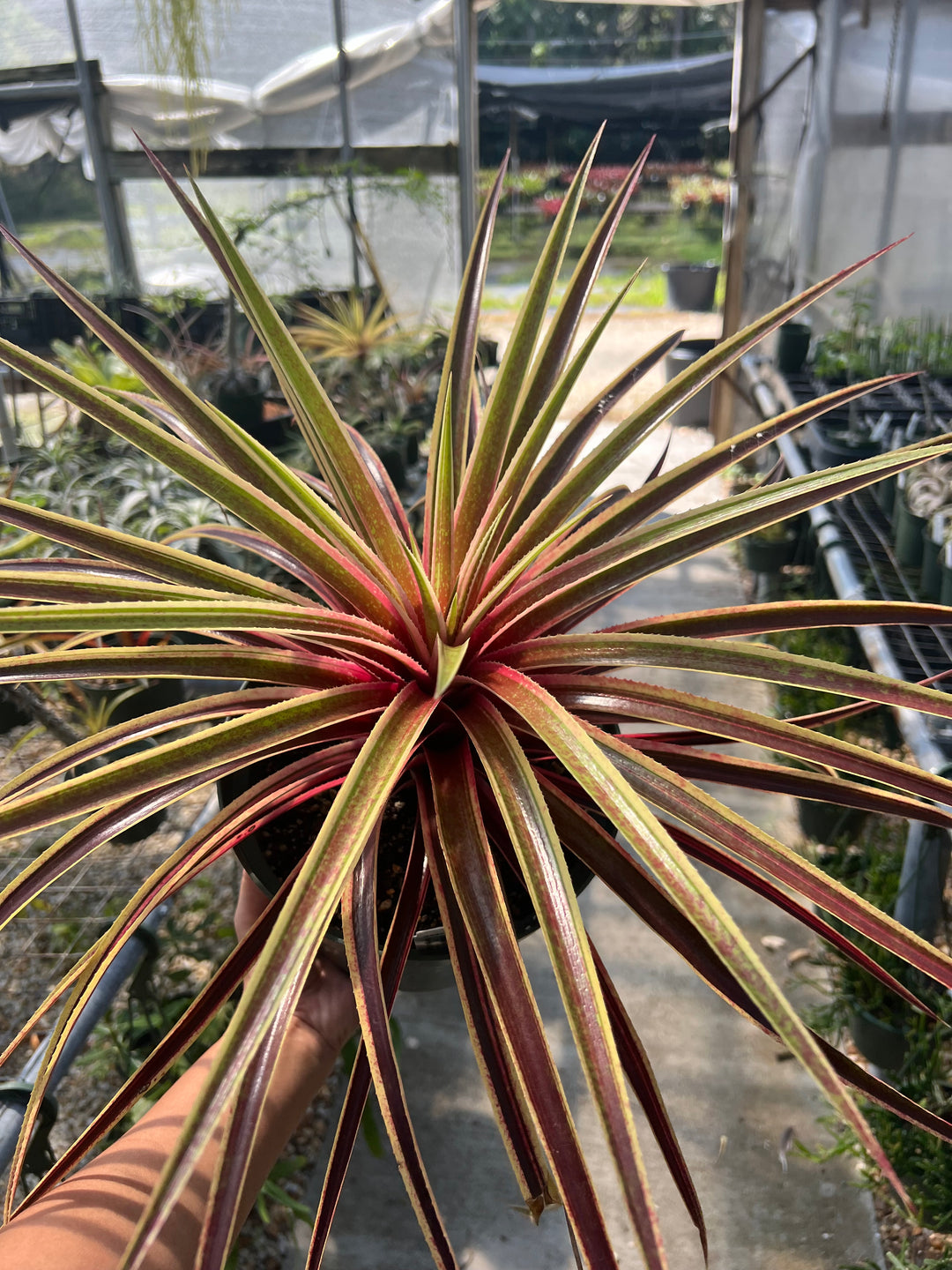 x Sincoregelia (Neoregelia 'Cane Fire' x Sincorea navioides