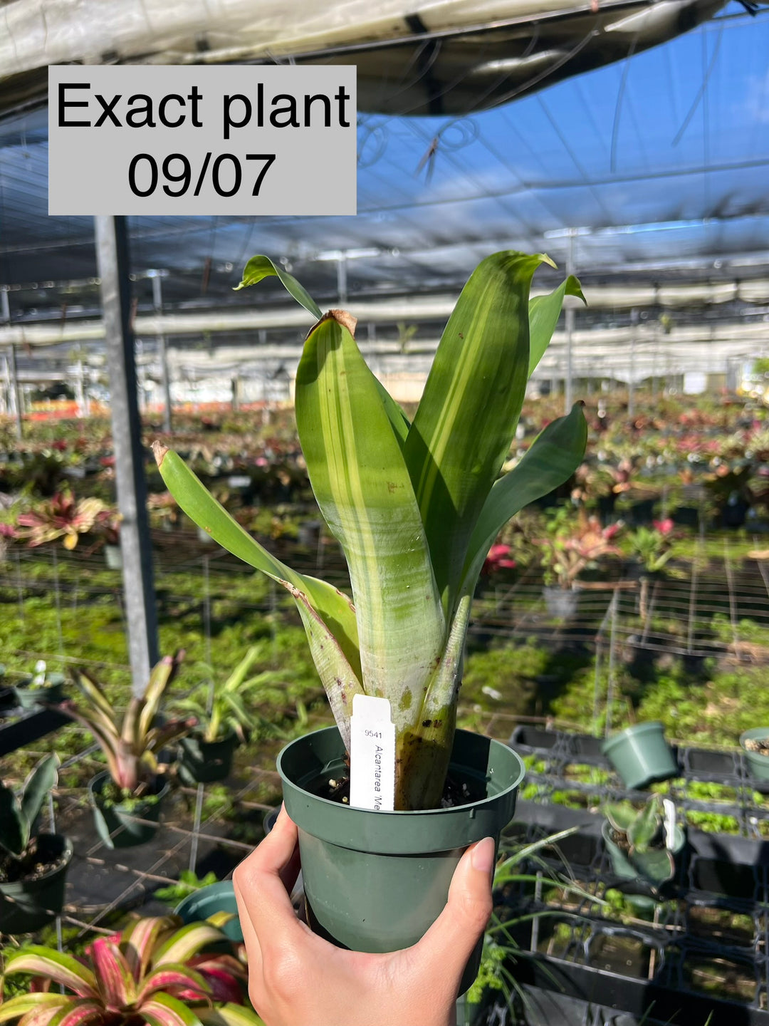 Alcantarea 'Mellow Yellow' – Tropiflora