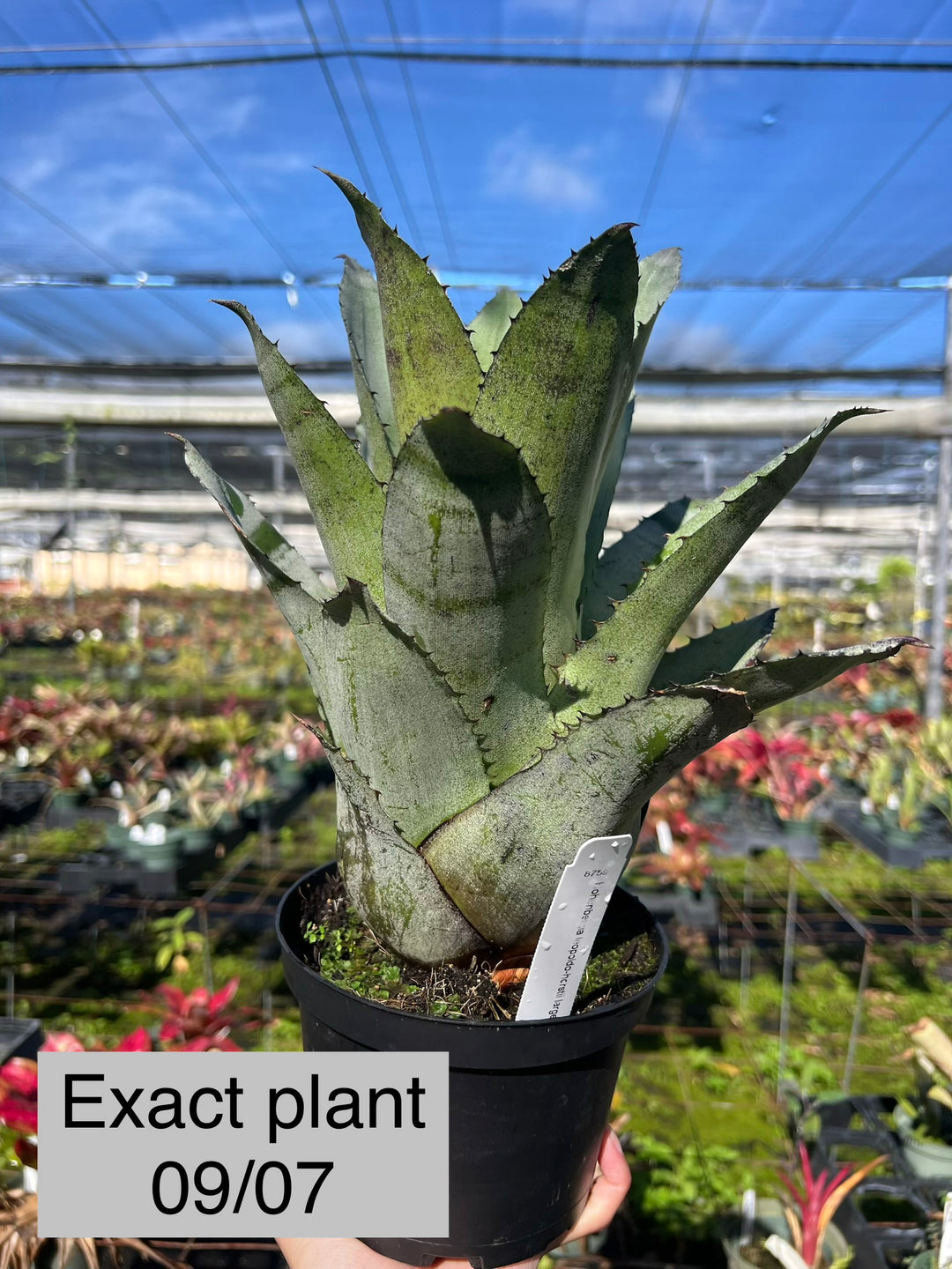 Hohenbergia leopoldo-horstii large 'Black' – Tropiflora