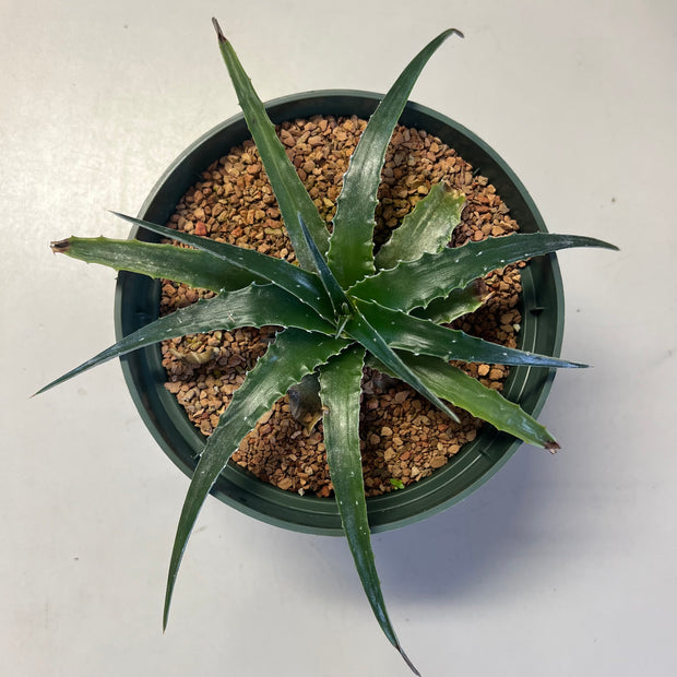 Hechtia fragilis AS124 Cuicatlan,Oaxaca Mexico
