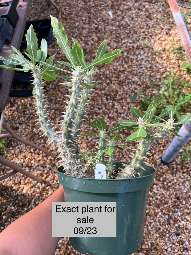 Pachypodium horombense