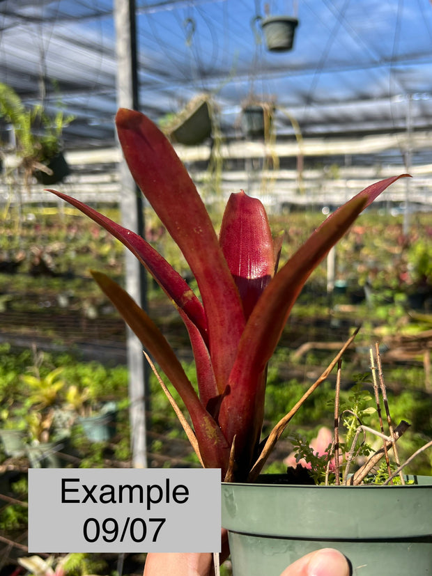 Neoregelia wilsoniana x 'Fireball' – Tropiflora