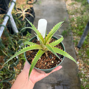 x Dyckcohnia 'Blood Lust'