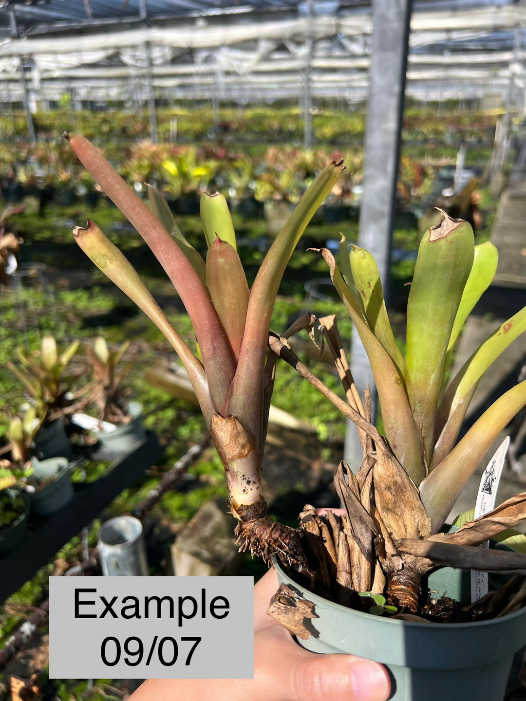 Aechmea apocalyptica – Tropiflora