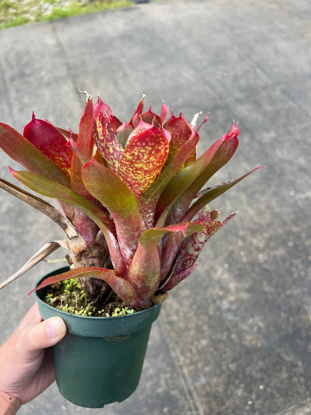 Neoregelia 'Lili Marlene' – Tropiflora