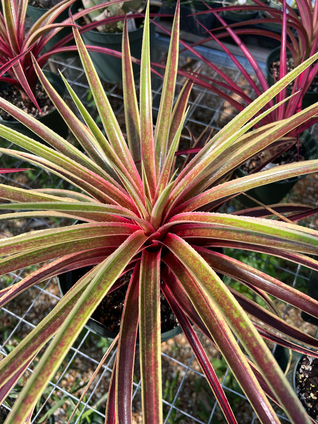 x Sincoregelia (Neoregelia 'Cane Fire' x Sincorea navioides)