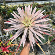 x Sincoraechmea 'Sunburst'