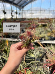 Tillandsia ionantha 'Enano' – Tropiflora