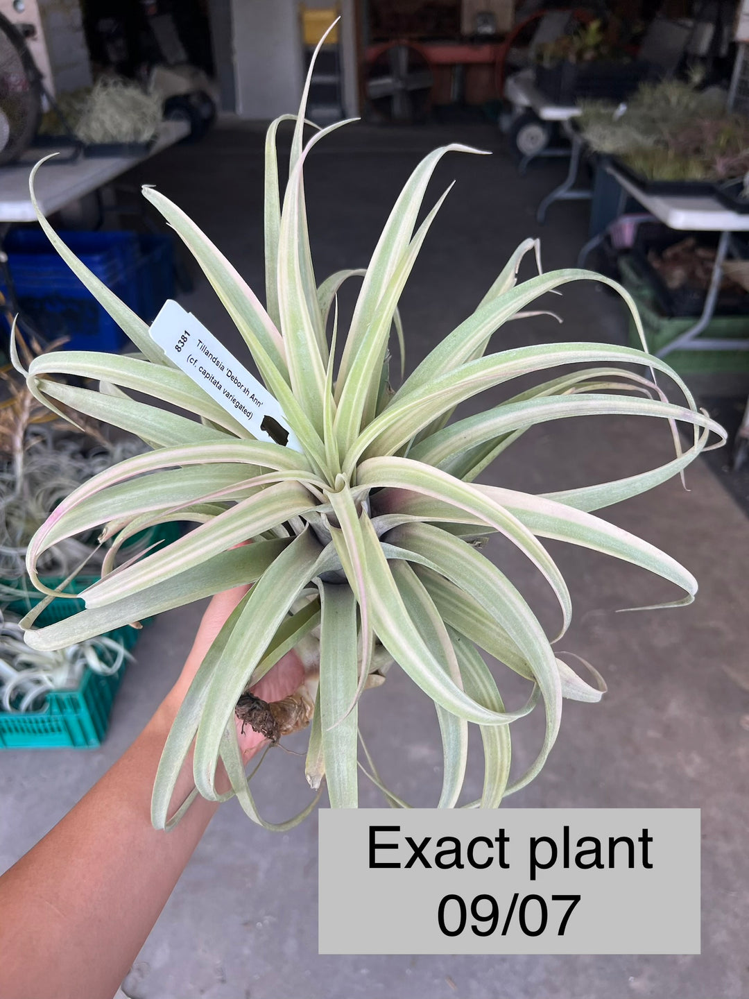 Tillandsia ‘Deborah Ann’（デボラアン） Tillandsia 'Deborah Ann' – Tropiflora