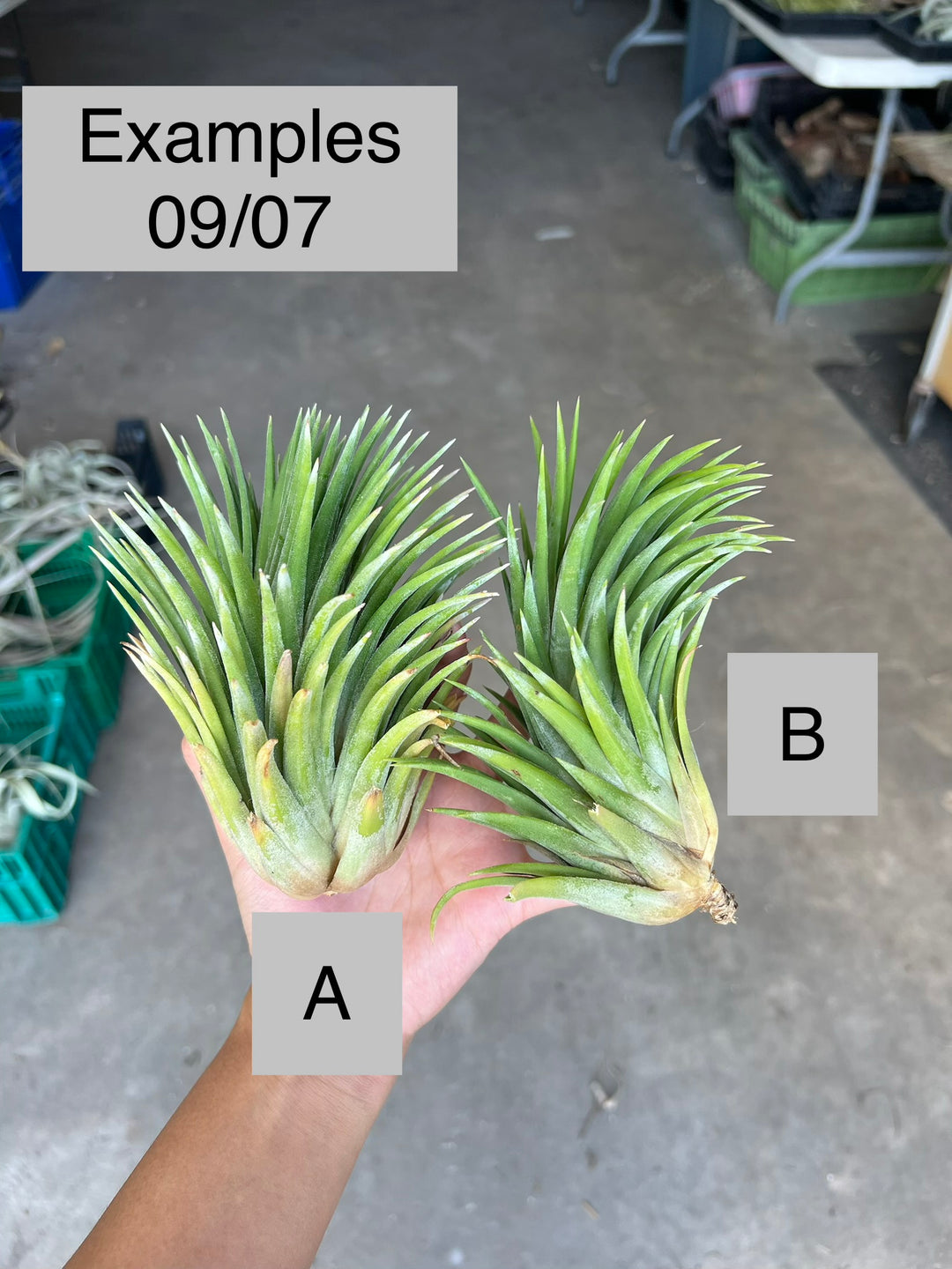 Tillandsia ionantha maxima 'Huamelula' – Tropiflora