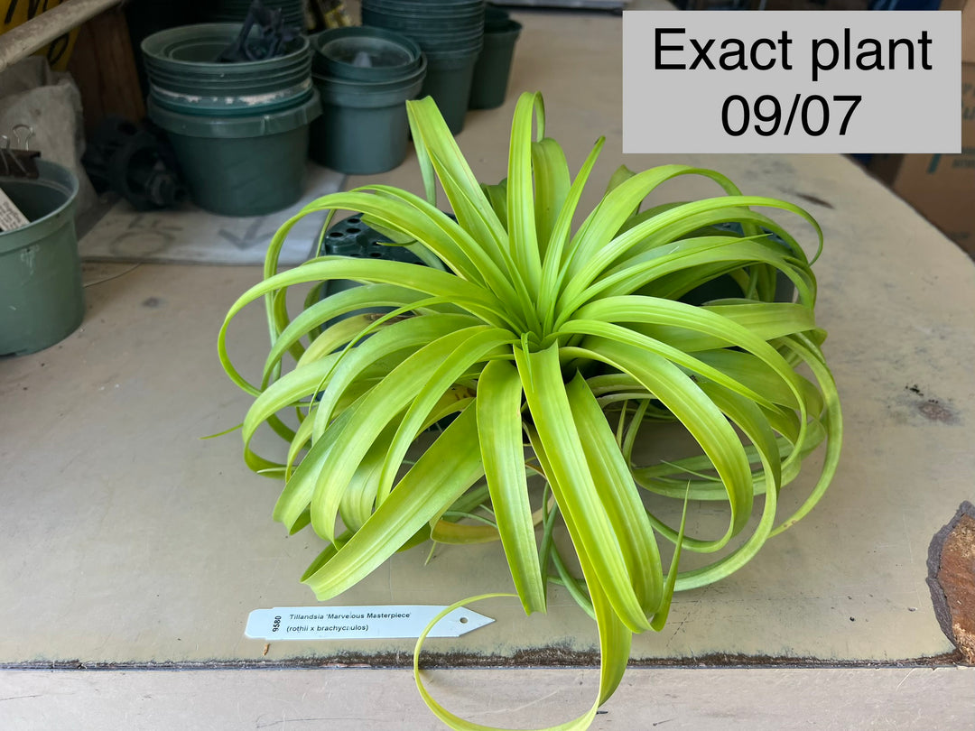 Tillandsia 'Marvelous Masterpiece' – Tropiflora