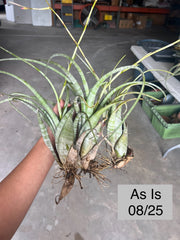 Tillandsia flexuosa Florida
