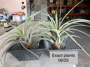 Tillandsia 'Florida Breeze'