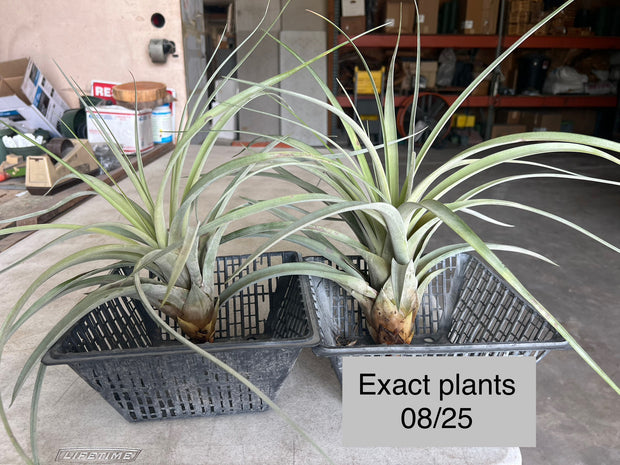 Tillandsia 'Florida Breeze'
