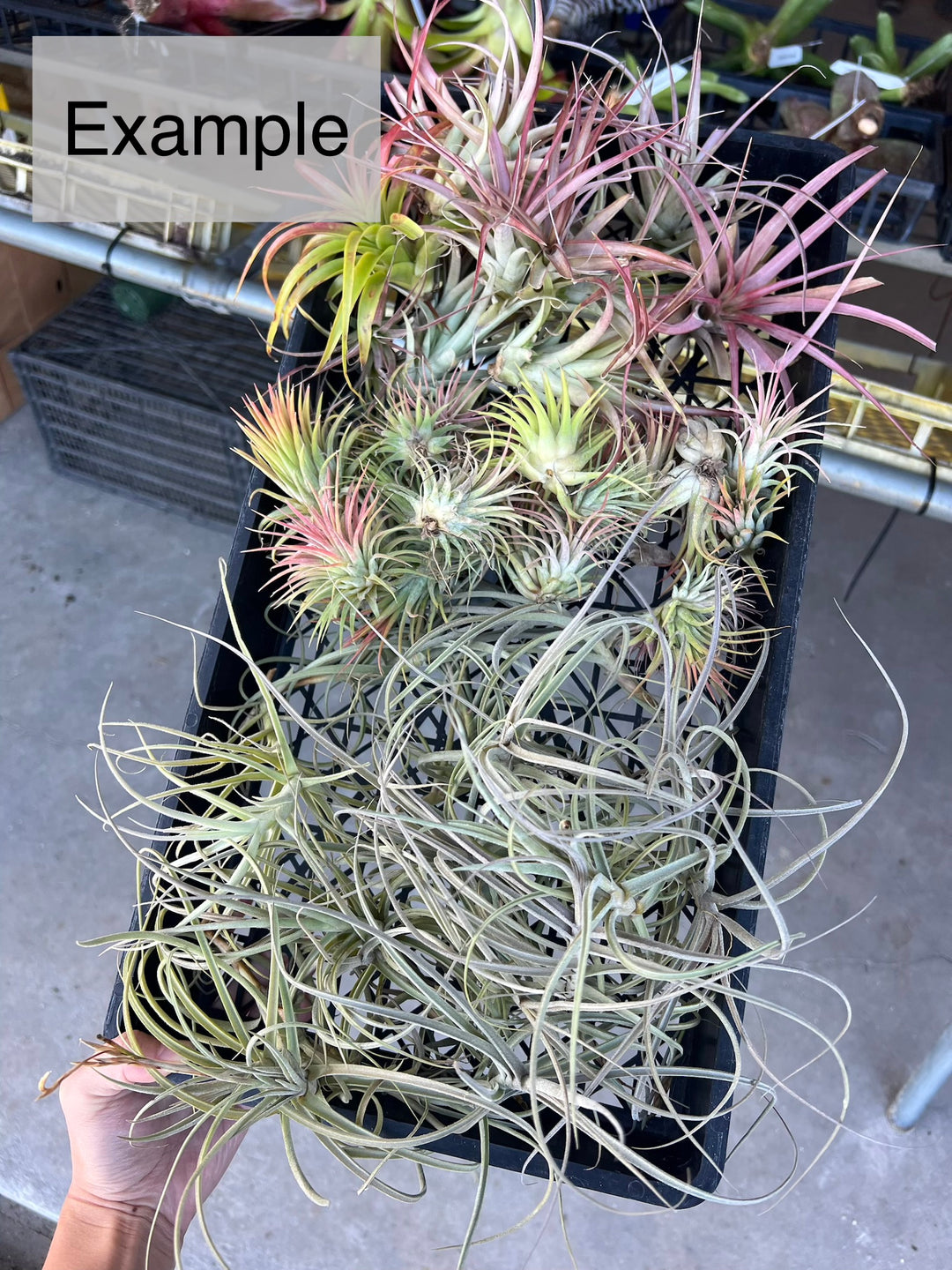 Tillandsias (Air Plants) by the Pound – Tropiflora