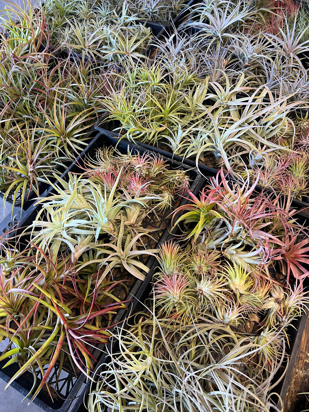 Tillandsias (Air Plants) by the Pound – Tropiflora