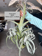 Tillandsia 'Bea Correale'