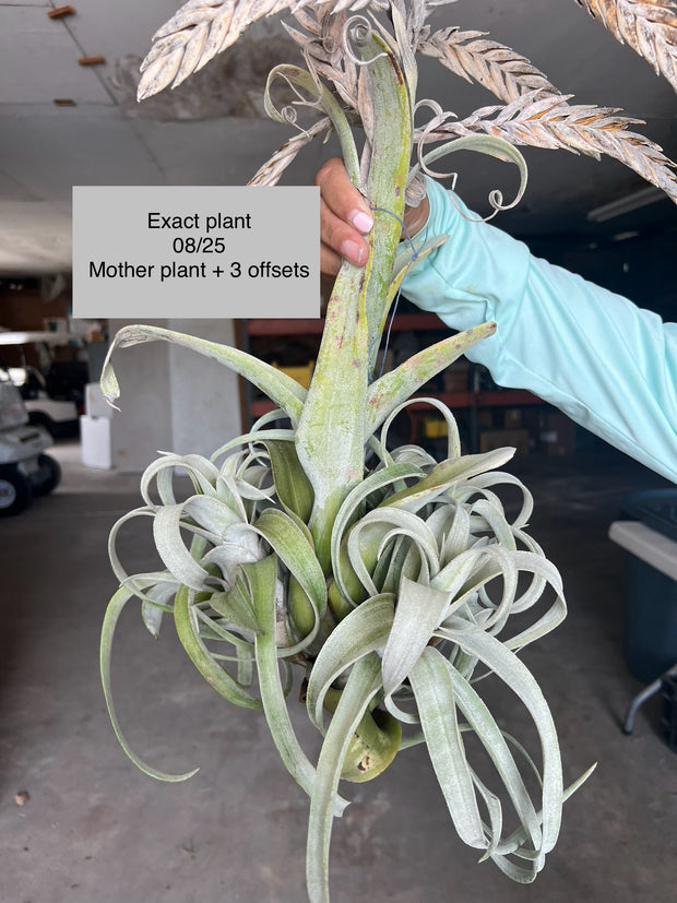 Tillandsia 'Bea Correale'