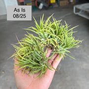 Tillandsia ionantha 'Mexican Zebra'