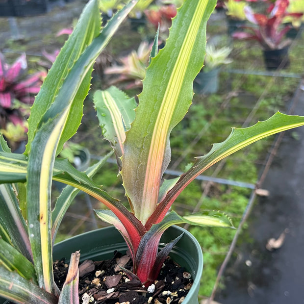 Aechmea magdalenae 'Quadricolor'