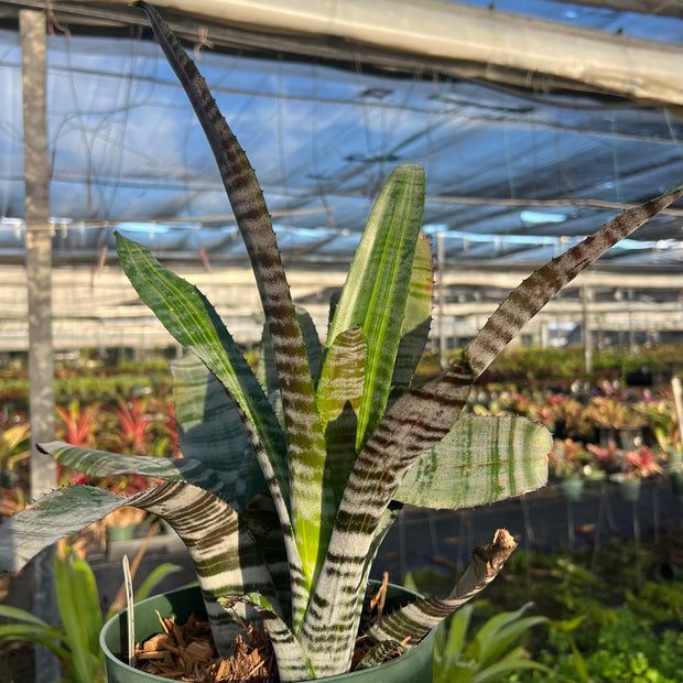 Aechmea chantinii 'Black' variegated