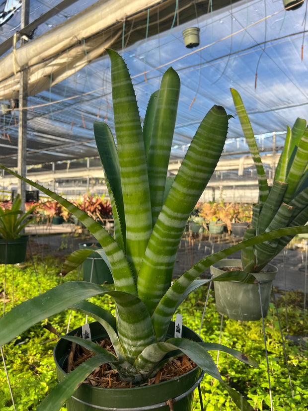 Aechmea chantinii 'Pink Goddess'