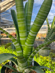 Aechmea chantinii 'Pink Goddess'