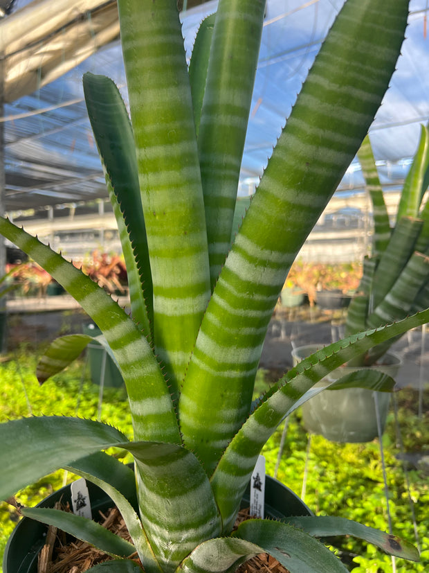 Aechmea chantinii 'Pink Goddess'