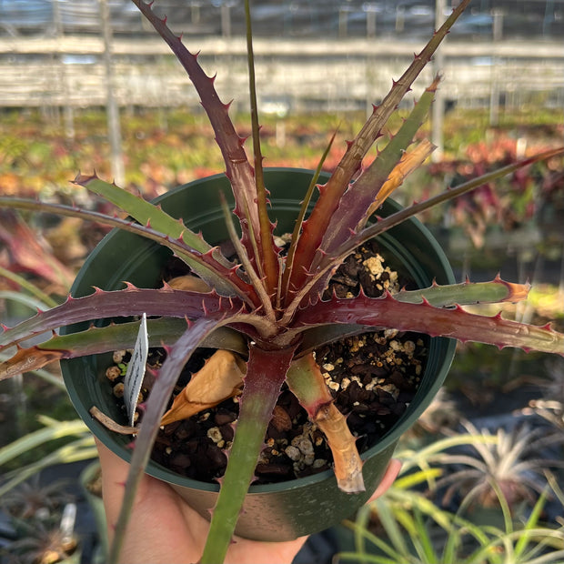 x Dyckcohnia 'Cherry Bomb'