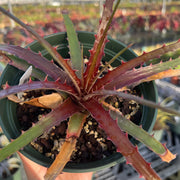 x Dyckcohnia 'Cherry Bomb'