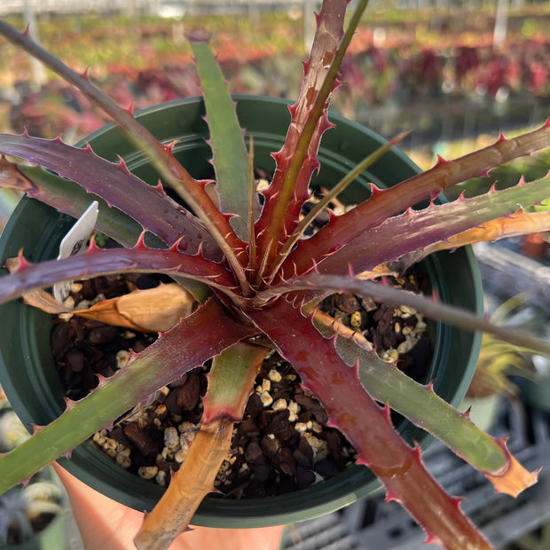 x Dyckcohnia 'Cherry Bomb'