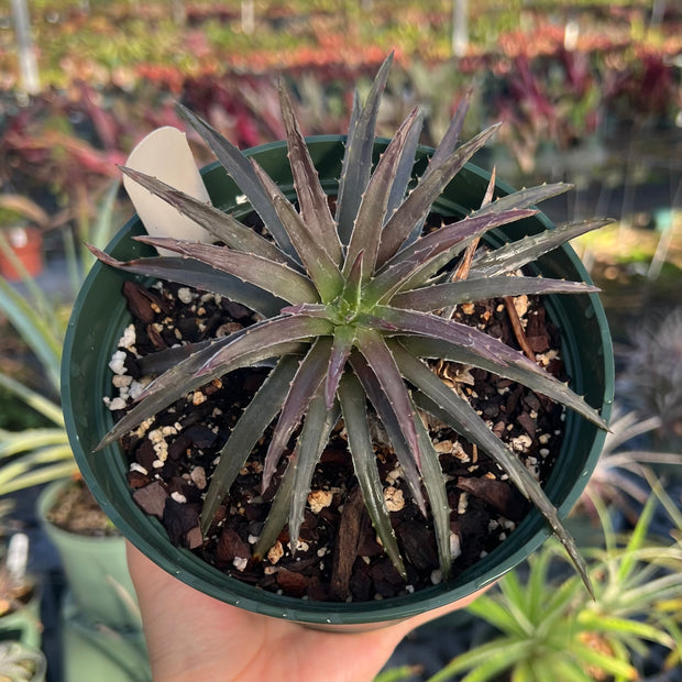 Dyckia dissitiflora