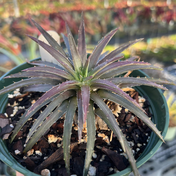 Dyckia dissitiflora